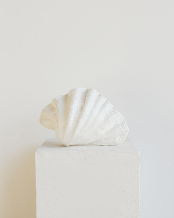 White Shell Wall Light