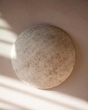 Fossil Coral Moon Wall Light Lighting Collective