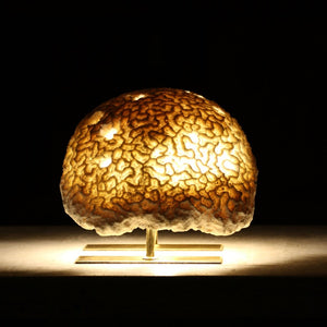 Fossil Coral Brain Coral Lamp