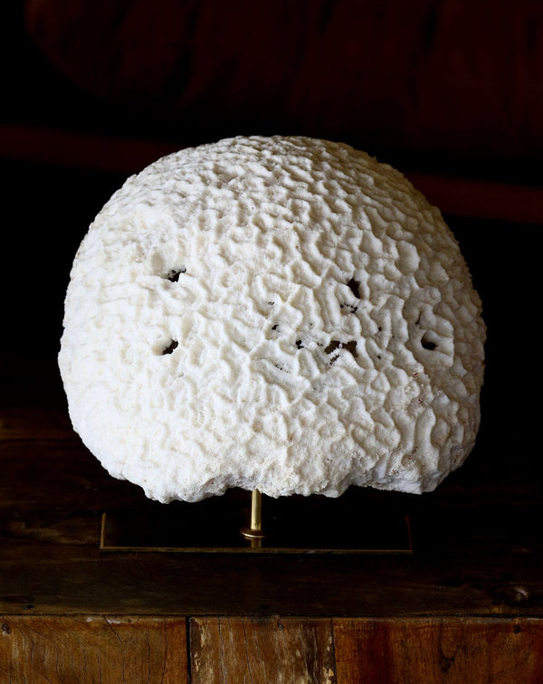 Fossil Coral Brain Coral Lamp