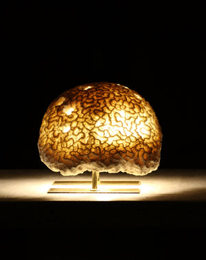 Fossil Coral Brain Coral Lamp
